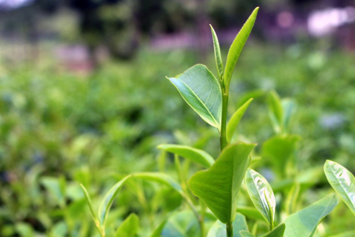 Lá trà chuẩn là lá trà một búp hai lá